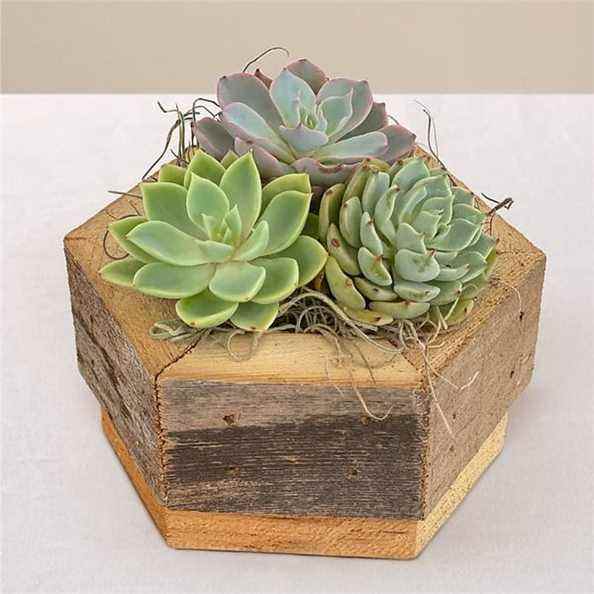 Pro Flowers Zen Succulent Hexagon Garden