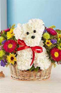 1-800 fleurs a-DOG-able dans un panier