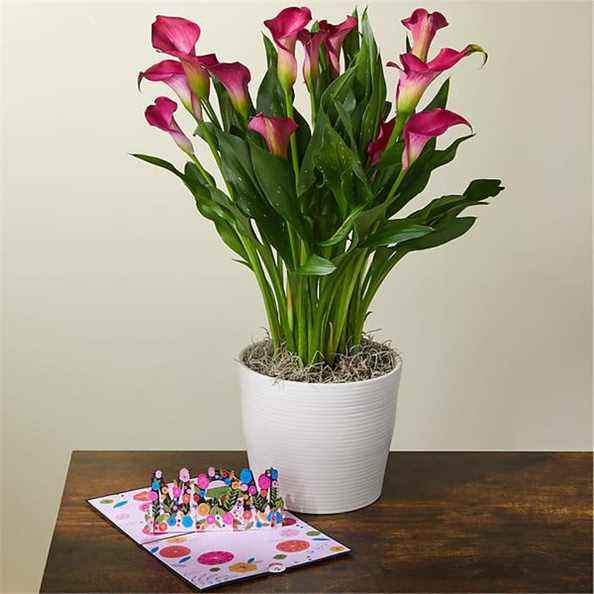 Carte Pop-Up Plante Lis Calla Rose de FTD et Lovepop