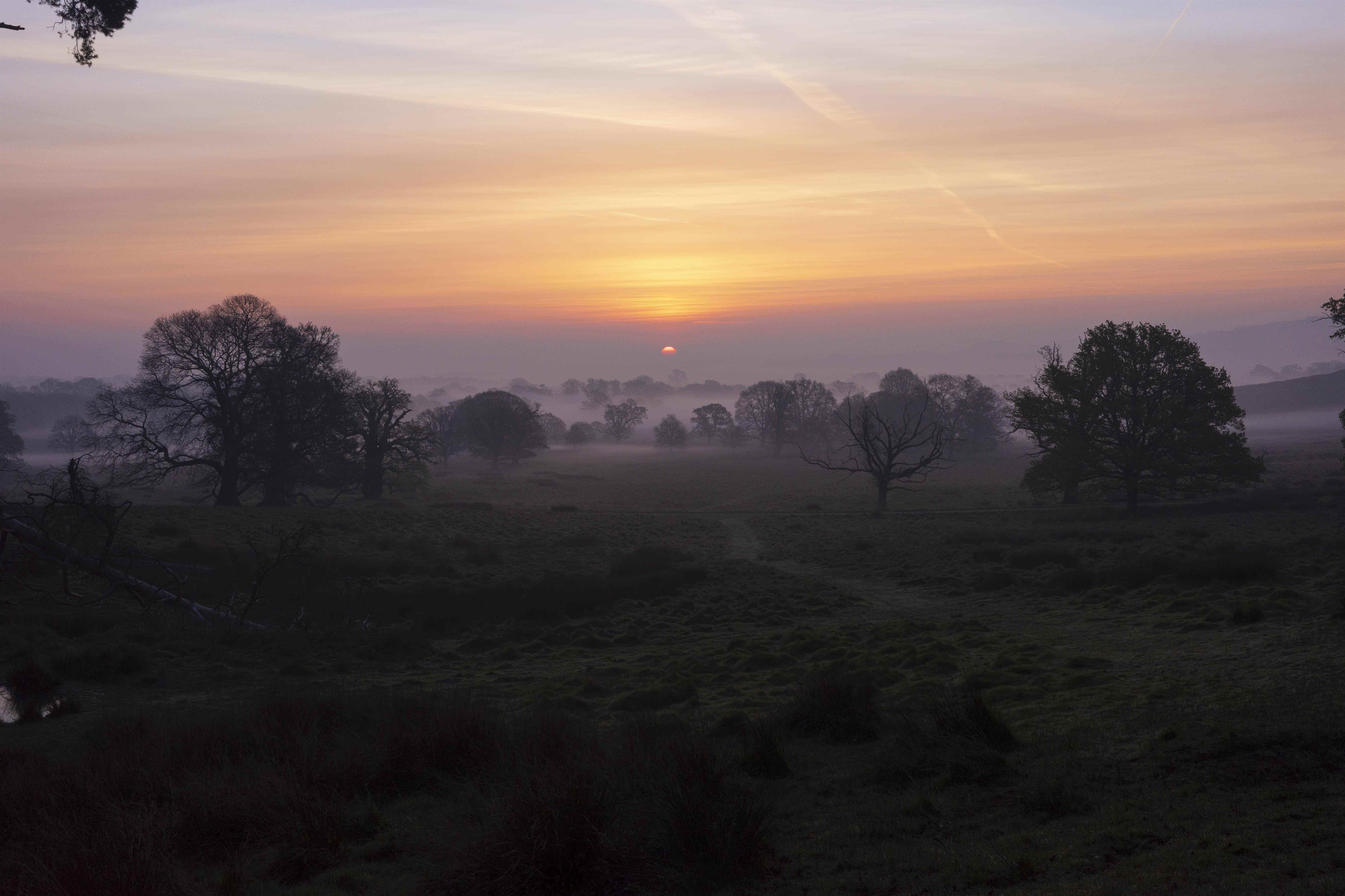 Un coucher de soleil sur une forêt brumeuse