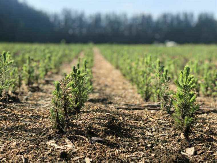 Le NPD de l’Ontario et les libéraux font des promesses électorales de plantation d’arbres