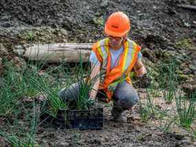 Les graines restantes ont été récoltées et plantées dans le parc Tommy Thompson à proximité.