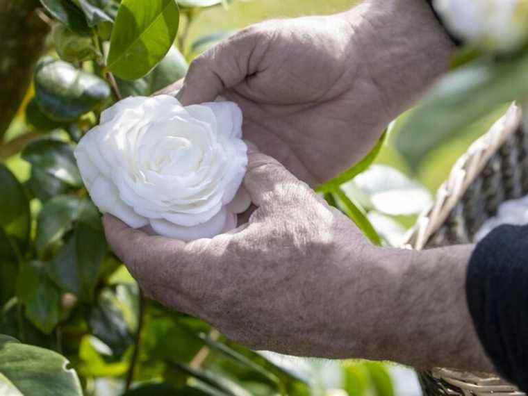 Dans un petit village français, une relation magique avec les fleurs de camélia s’épanouit