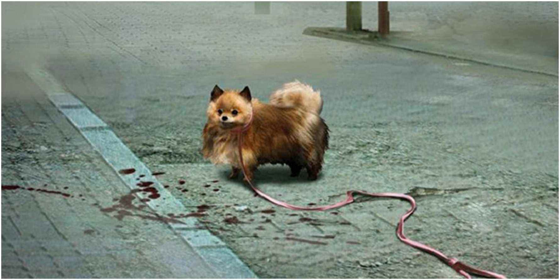 Pomeranian in Tokyo.