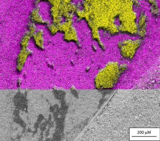 Image électronique à balayage d'un abdomen d'araignée fossilisé révélant un polymère noir sur le fossile et la présence de deux types de microalgues : un tapis de diatomées droites sur le fossile et des diatomées centrées dispersées dans la matrice environnante.  Cette image est recouverte de cartes chimiques de soufre (jaune) et de silice (rose) révélant que si les microalgues étaient principalement siliceuses, le polymère recouvrant le fossile était riche en soufre.