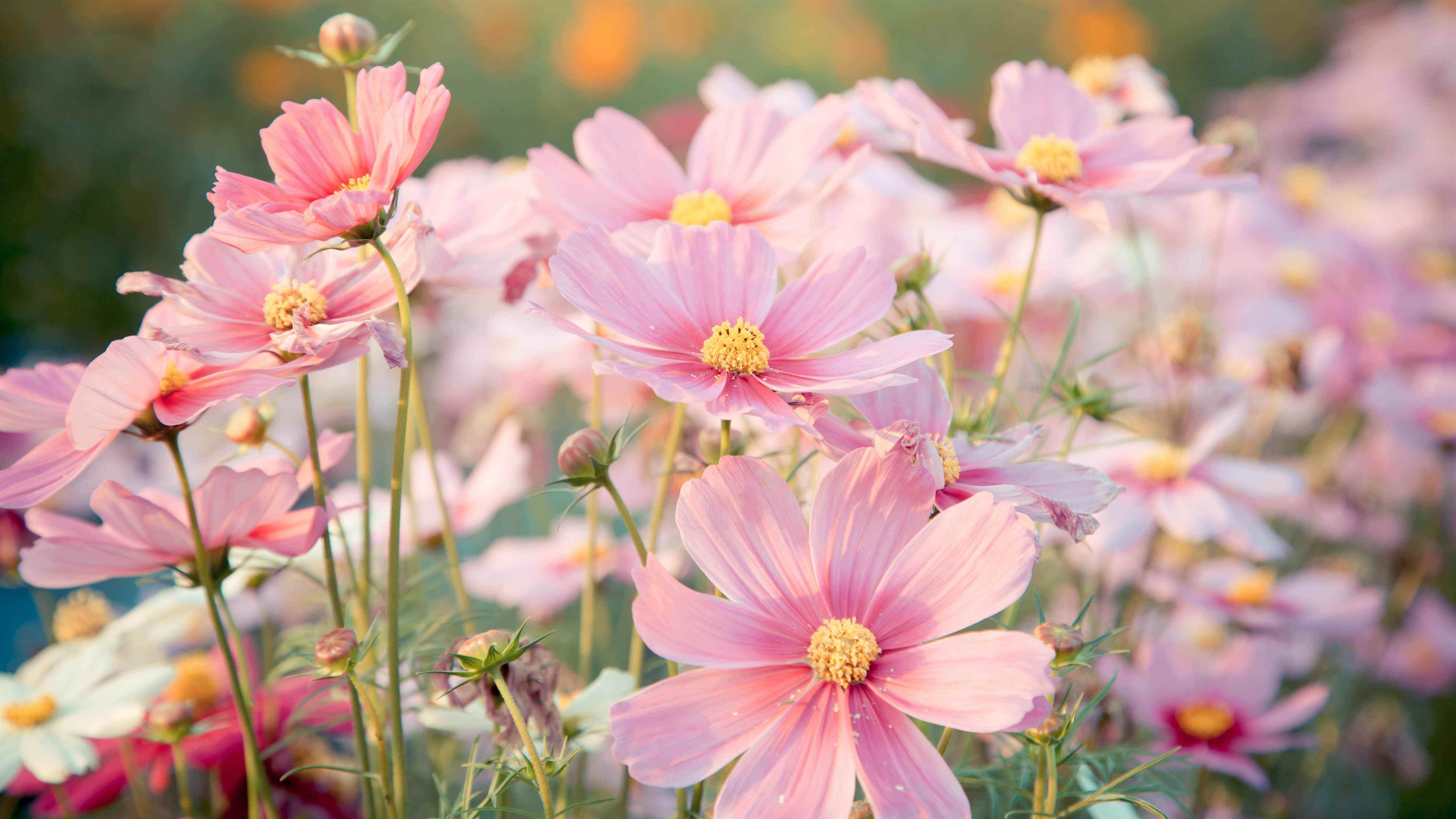 Fleur de cosmos rose