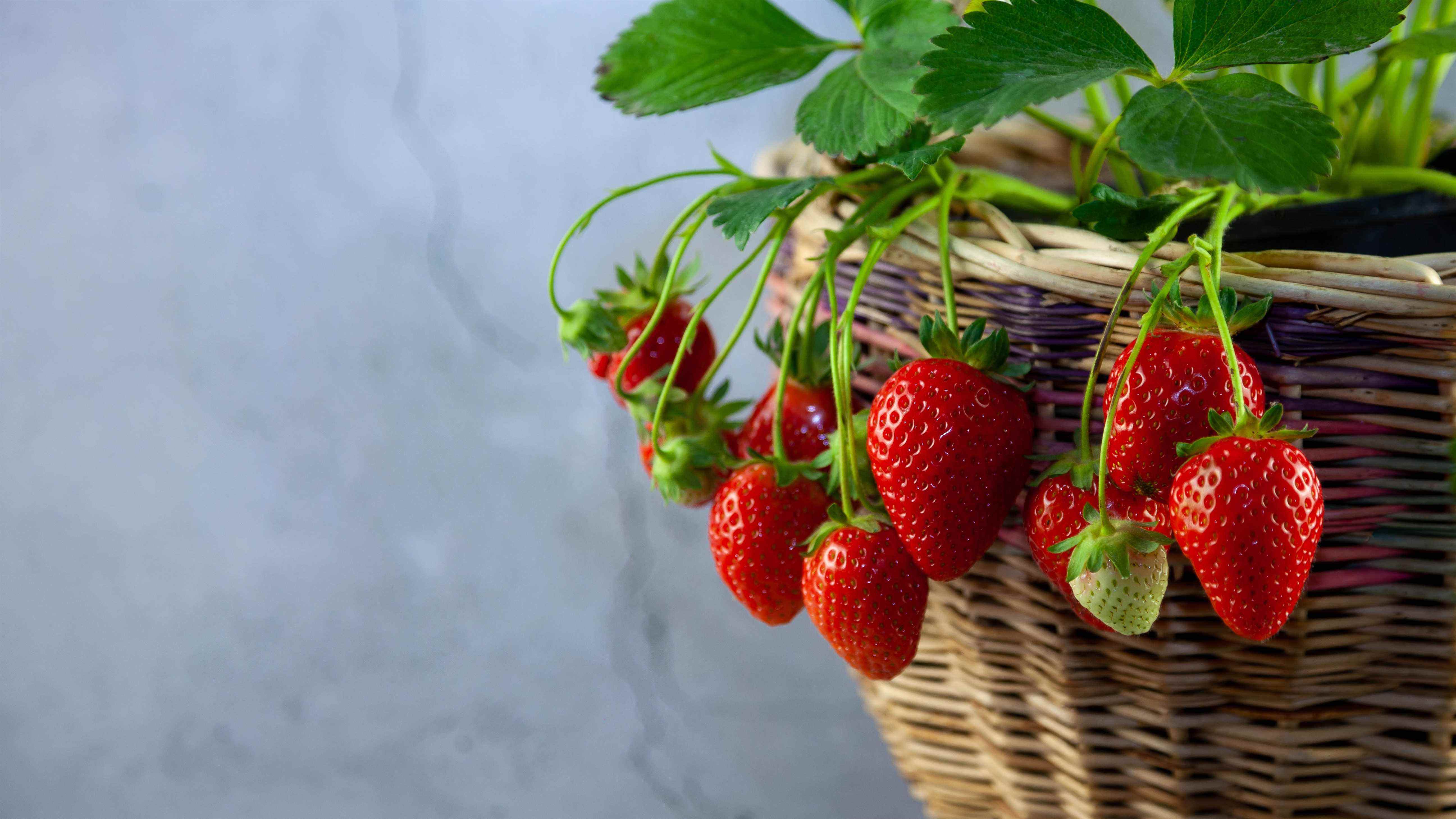 Fraises dans le panier