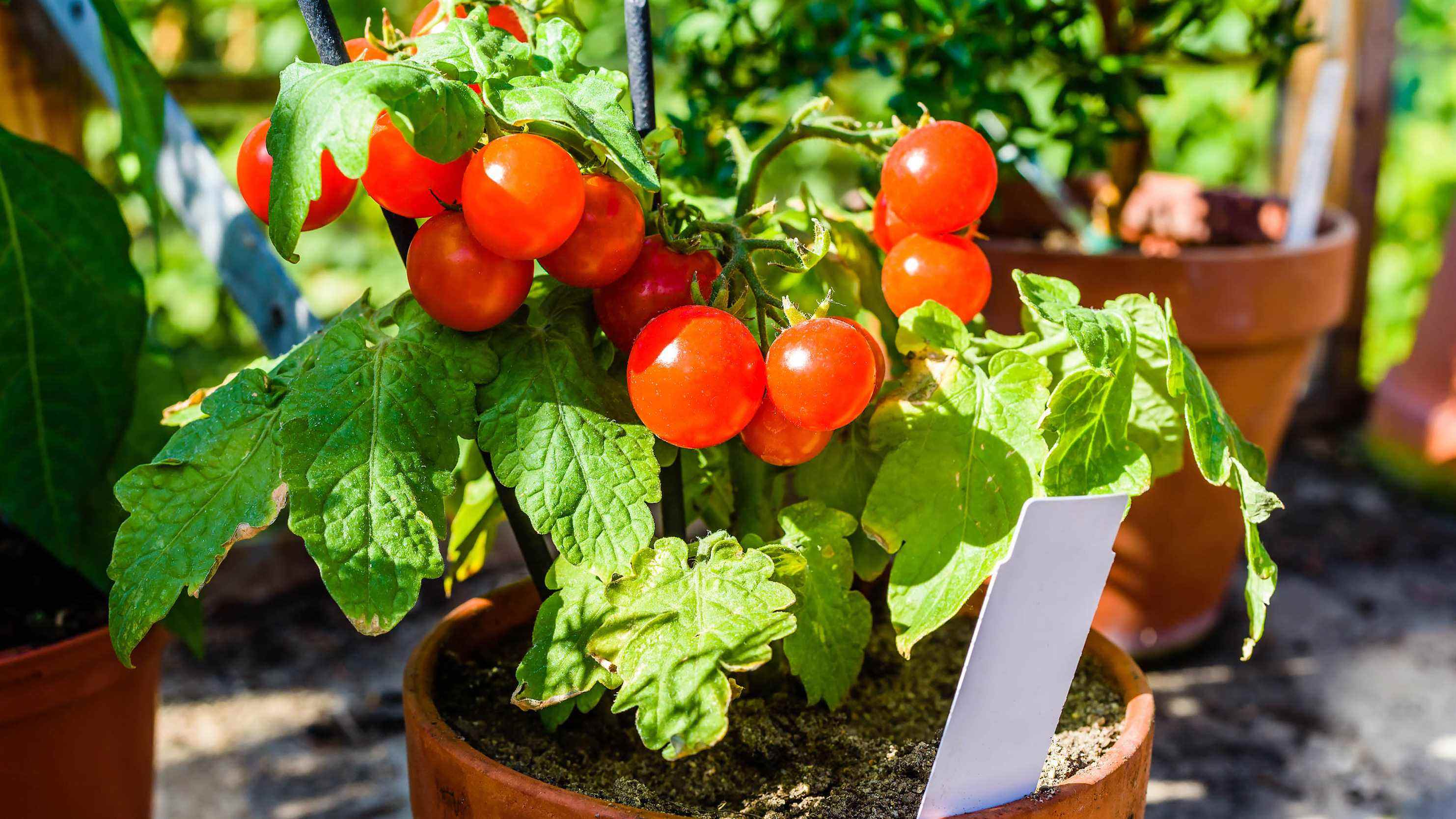 Plants de tomates