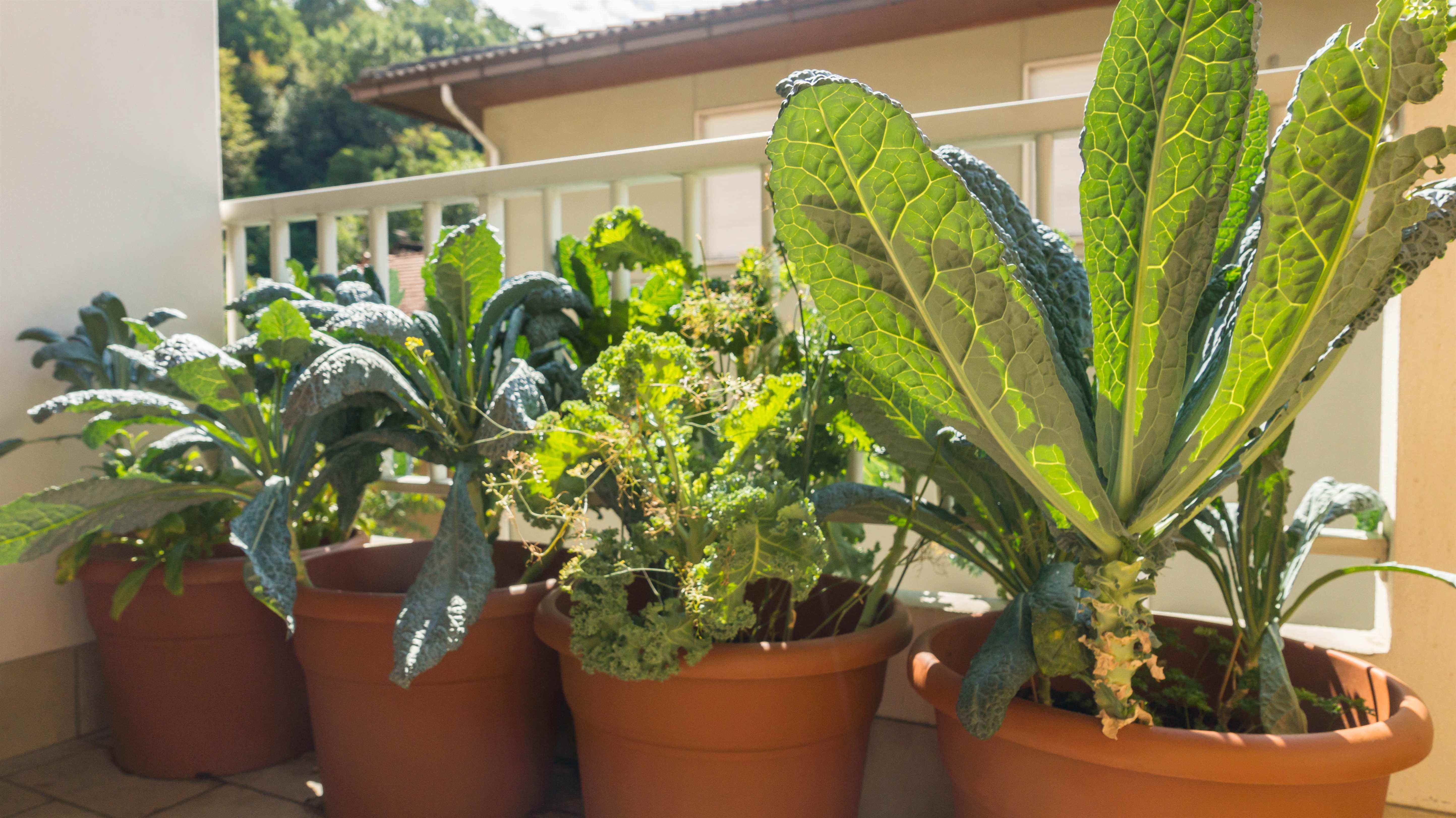 Kale poussant dans des pots