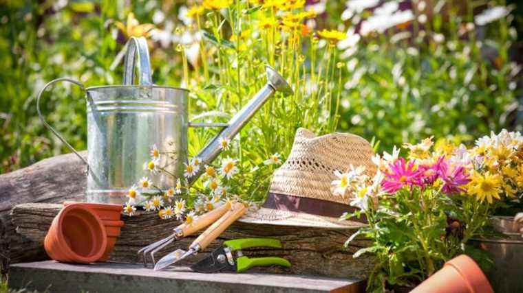 Quoi planter en mai pour une floraison estivale