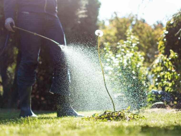 Avis : Pas de scénario raisonnable pour autoriser les pesticides cosmétiques en ville