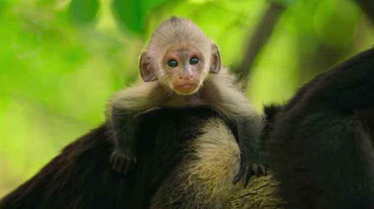 Bande-annonce de Wild Babies: 2022 a été difficile, voici donc une série documentaire sur la nature sur les bébés animaux
