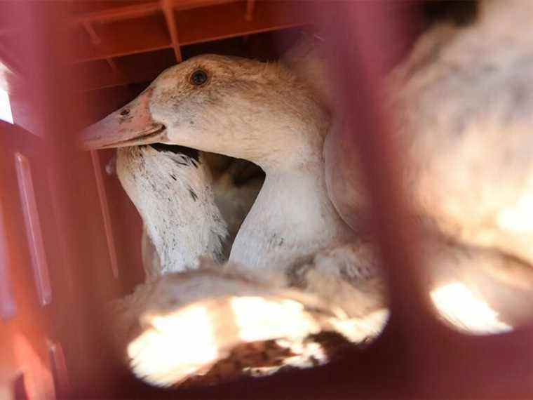 Des groupes de la faune travaillent pour protéger les oiseaux sauvages et à risque contre la grippe aviaire mortelle