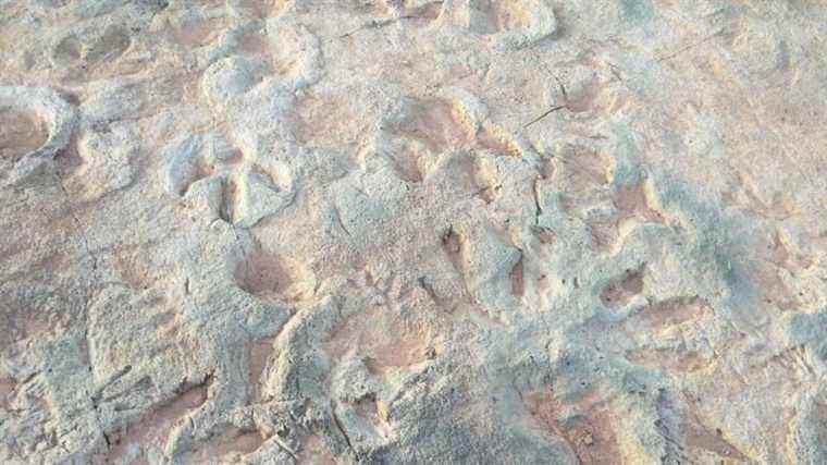 Des traces de dinosaures endommagées après que l’équipe de construction a conduit sur un site fossilifère, selon un rapport