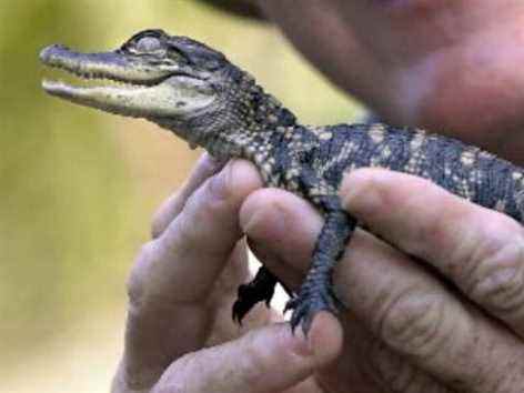 Drogues, armes et bébés alligators ?  Restez bizarre en Floride