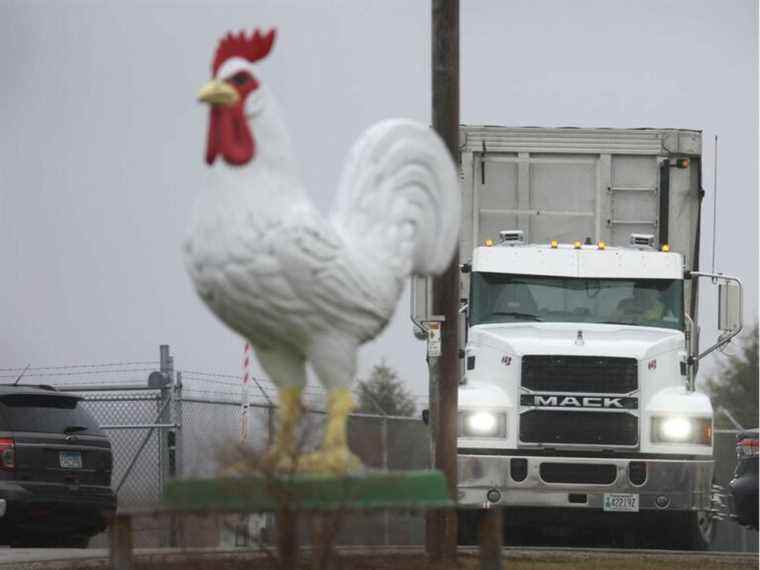 Grippe aviaire hautement contagieuse découverte dans deux troupeaux de la Saskatchewan