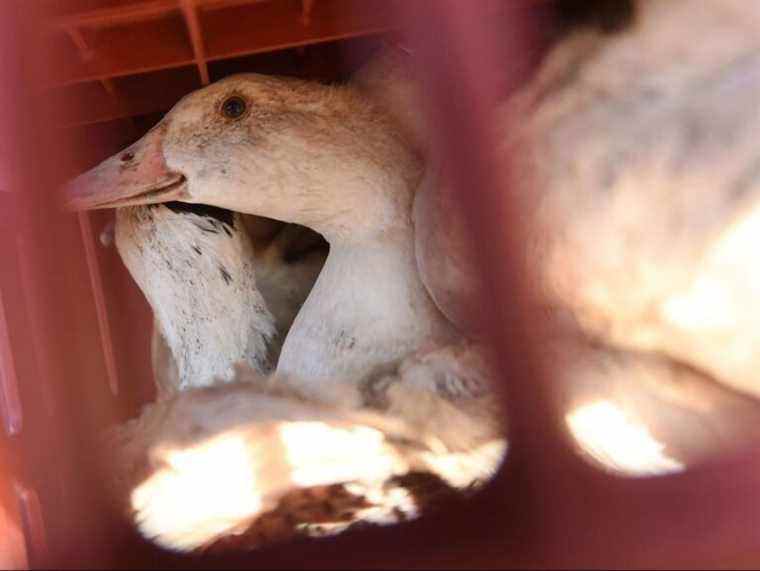 Grippe aviaire hautement pathogène détectée dans la volaille de l’Alberta, nouveaux cas en Ontario : ACIA