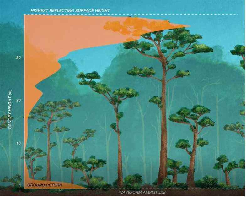 Illustration montrant comment un signal lidar peut indiquer la hauteur du couvert forestier.