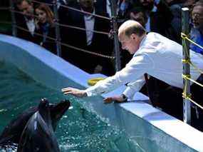 Le président russe Vladimir Poutine tend la main pour toucher un dauphin le 1er septembre 2013 lors de sa visite dans un océanarium sur l'île Russky (russe) près de la ville orientale de Vladivostok.