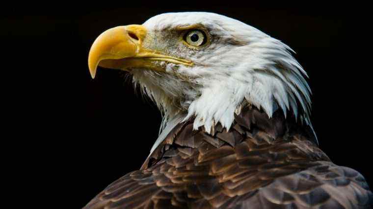 La flambée des cas de grippe aviaire aux États-Unis est venue pour le pygargue à tête blanche