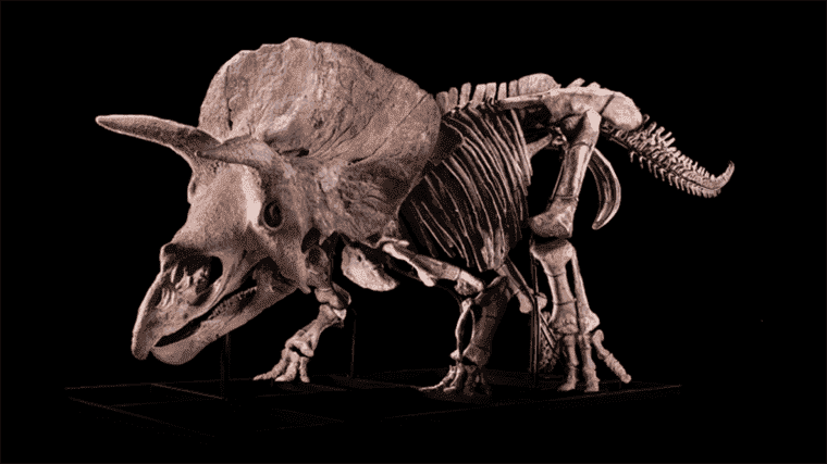 Le célèbre fossile « Big John » est une preuve supplémentaire que le Triceratops s’est combattu