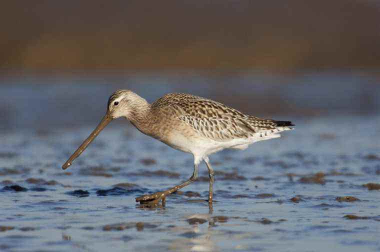 Lecture recommandée : Suivi des oiseaux migrateurs