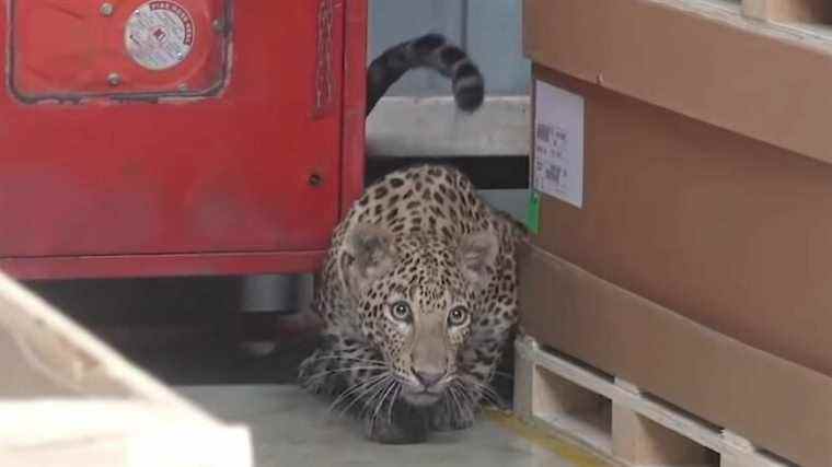 Leopard se promène dans l’usine Mercedes et arrête la production pendant des heures