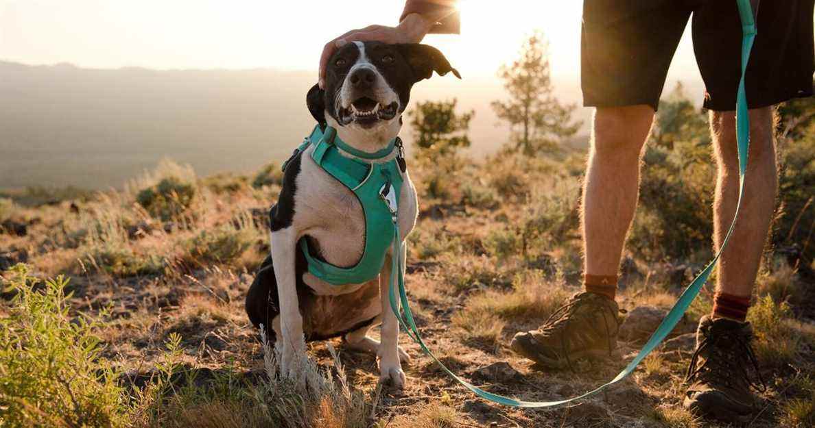 Les meilleurs harnais pour chiens
