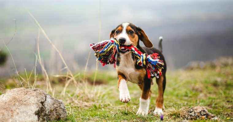 Les meilleurs jouets à mâcher et friandises pour les chiots qui font leurs dents
