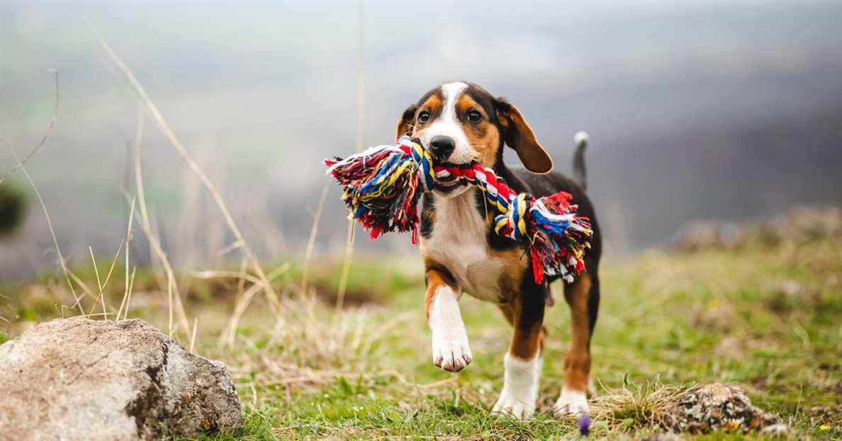 Les meilleurs jouets à mâcher et friandises pour les chiots qui font leurs dents
