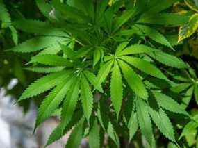 Une plante de cannabis