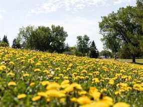 Les pissenlits fleurissent et montent en graines dans un parc le long de Strathearn Crescent à Edmonton.