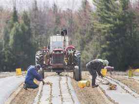 Des travailleurs étrangers temporaires du Mexique plantent des fraises dans une ferme à Mirabel, au Québec.