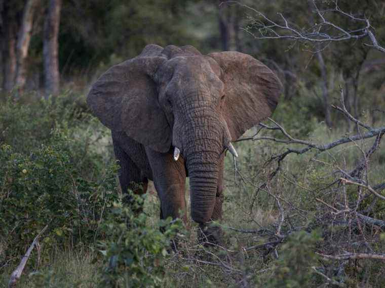 Un éléphant piétine à mort un chercheur colombien en Ouganda