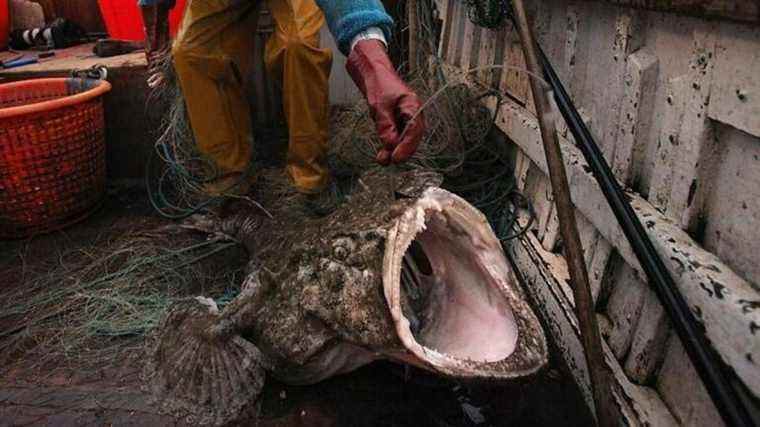 Votre alimentation a besoin de plus de poisson moche