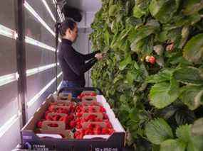 Un travailleur récolte des fraises à la ferme verticale Ferme d'hiver à Brossard, au Québec.