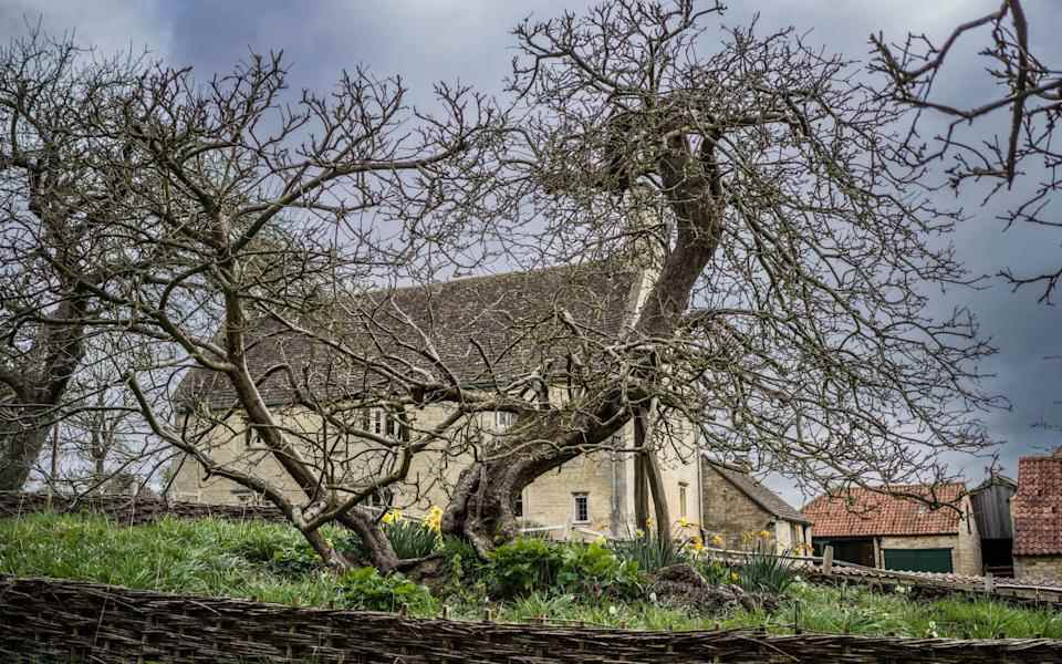 Ce célèbre pommier de Woolsthorpe a inspiré les études sur la gravité de Sir Isaac Newton - Charles Sainsbury-Plaice et Adrian Houston pour The Queen's Green Canopy/PA Wire