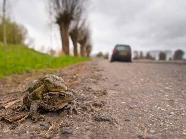 Un million d’animaux tués chaque année sur les routes du Grand Toronto : étude