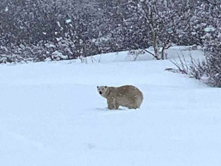 Un ours polaire euthanasié après avoir été retrouvé en Gaspésie