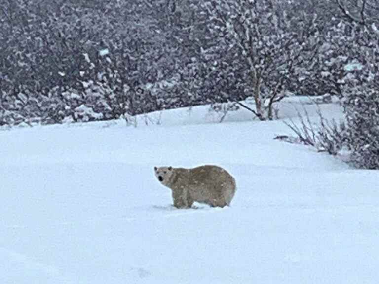 Tuer un ours polaire errant au sud du fleuve Saint-Laurent au Québec était nécessaire : des experts