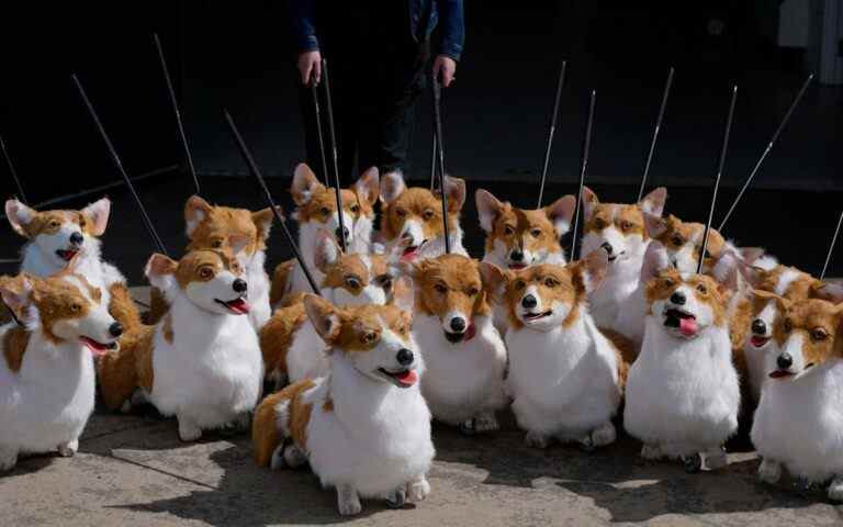 Sur la photo: les corgis bien-aimés de la reine recréés comme marionnettes pour le défilé du Jubilé