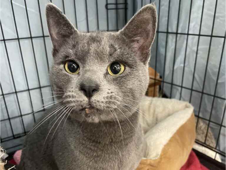 Smokey le chat survit à l’incendie d’un hôtel de Vancouver et retrouve son propriétaire