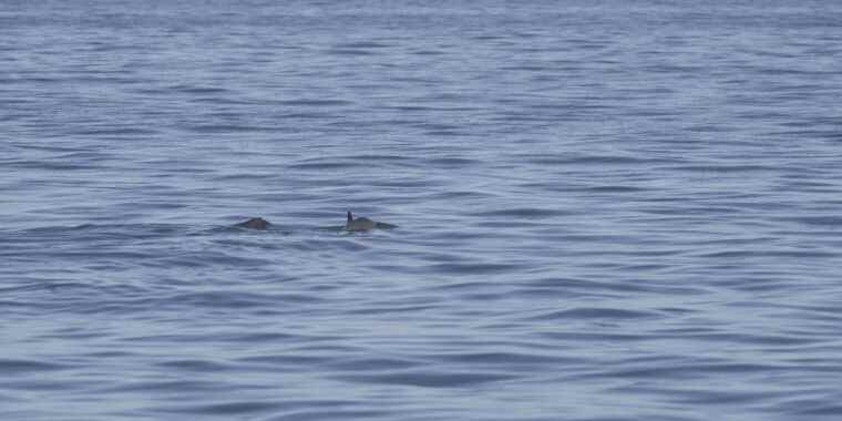 Tout n’est pas perdu pour le vaquita, même si son patrimoine génétique est peu profond