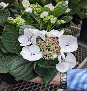 Une partie de la beauté trouvée au Niagara Parks Floral Showhouse.  PHOTO DE CHRISTINA BLIZZARD