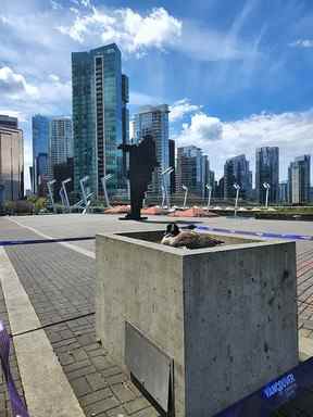 Une bernache du Canada niche près de la sculpture Digital Orca à l'extérieur du Vancouver Convention Centre le week-end de la fête des mères.  Photo : Personnel du Centre des congrès de Vancouver