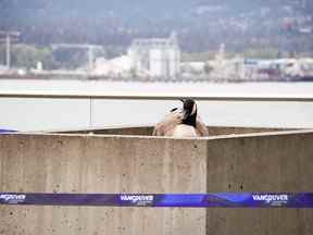 Une bernache du Canada niche près de la sculpture Digital Orca à l'extérieur du Vancouver Convention Centre le week-end de la fête des mères.  Photo : Personnel du Centre des congrès de Vancouver