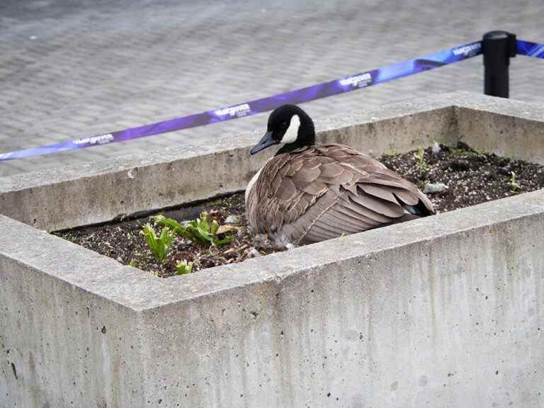 Une mère oie choisit le Centre des congrès de Vancouver pour nicher