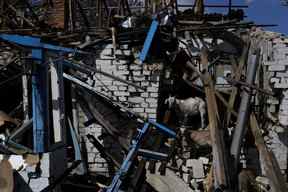 Des chèvres sont photographiées sur les débris d'une maison détruite dans le village de Vilhivka au milieu de l'attaque russe contre l'Ukraine, près de Kharkiv, Ukraine, le 11 mai 2022.