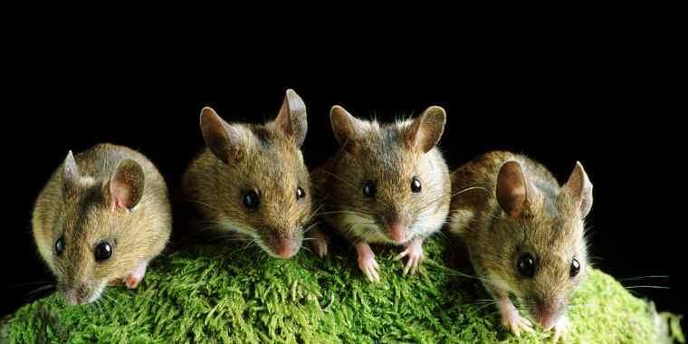 L’étude des problèmes de reproductibilité pointe du doigt les souris