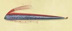 78. Oarfish Animal Crosing New Horizon Poissons